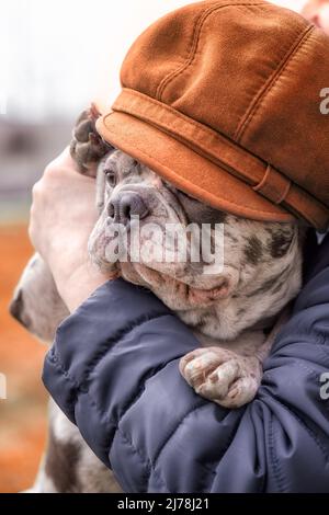 French brindle blue bulldog wearing orange cap sits on hands closeup Stock Photo