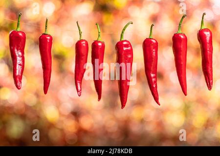 Lot of fresh red chilli peppers strung up on rope. Chili pepper air drying process. Stock Photo