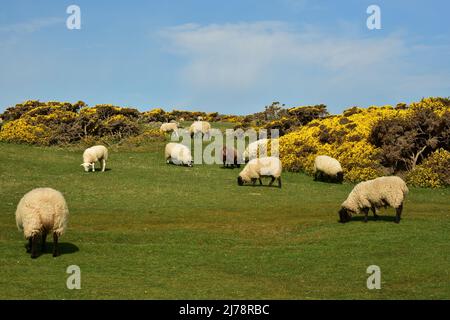 Sheep on the path  from Craster to Dunstanburgh castle, among flowering broom, Northumberland Stock Photo