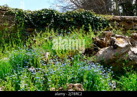 Forget me nots (Myosotis) growing on old tree trunks Hook Norton Oxfordshire England uk Stock Photo