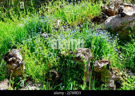 Forget me nots (Myosotis) growing on old tree trunks Hook Norton Oxfordshire England uk Stock Photo