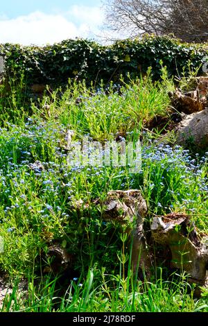 Forget me nots (Myosotis) growing on old tree trunks Hook Norton Oxfordshire England uk Stock Photo