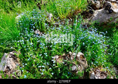 Forget me nots (Myosotis) growing on old tree trunks Hook Norton Oxfordshire England uk Stock Photo