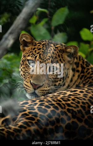 Javan leopard laying in the jungle, grass, trees and waiting for spoil. Portrait of a rare Asian leopard. Panthera pardus melas. Morning sun. Stock Photo