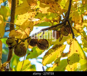 Ripe walnuts on the walnut tree close-up. Autumn background. Stock Photo