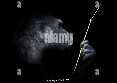 Portrait of a western lowland gorilla (GGG) close up. Silverback - adult male of a gorilla in a native habitat. Jungle of the Central African Republic Stock Photo