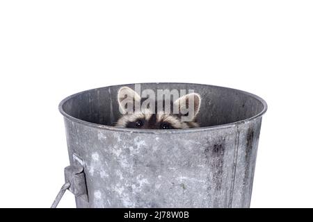 Adorable raccoon aka Procyon lotor, sitting in metal trash can. Looking up towards camera. Isolated on a white background. Stock Photo