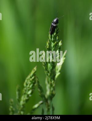 Click beetle on the Tip of a Blade of Grass Stock Photo