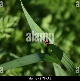 Common blood cicada Stock Photo - Alamy