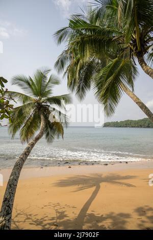 Palm trees leaning out to sea on a tropical beach. Stock Photo