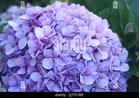 Closeup of a stunning Hydrangea blooming on Easter Island, Chile, South America Stock Photo