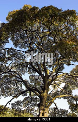 Sycamore Acer pseudoplatanus Stock Photo