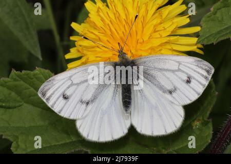 Green-veined White - Pieris napi - female Spring brood Stock Photo