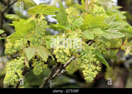 Sycamore Acer pseudoplatanus - flowers Stock Photo