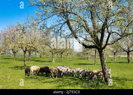 Flock of black and white sheep in an orchard with traditional flowering standard fruit trees, in the province of Groningen, the Netherlands Stock Photo