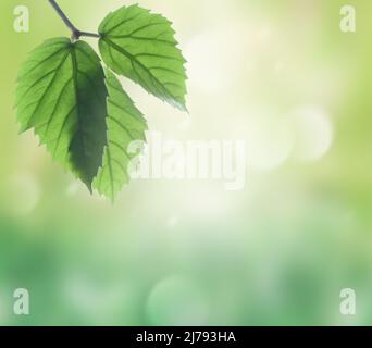 Green meadow grass with natural light in blur style. Nature pattern view of leaf on blurred greenery background. Stock Photo