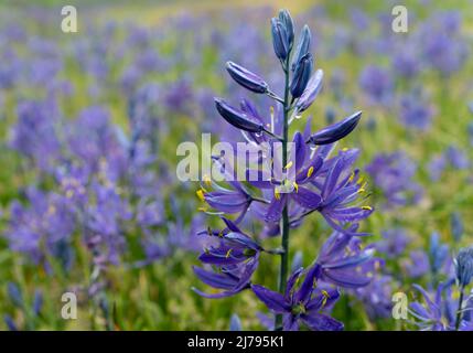 Common camas (Camassia quamash) flowers blooming in a Garry oak meadow in May at Uplands Park in Oak Bay, British Columbia, Canada. Stock Photo