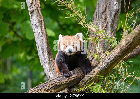Red panda or lesser panda alone in the trees, eating bamboo leaves, on a green leaves background in the Karlsruhe Zoo in Germany. Stock Photo