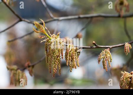 Quercus rubra, northern red oak flowers on twig closeup selective focus Stock Photo