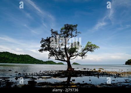 May 7, 2022, Koh Chang, Thailand: The resort's lonely tree at Blue Haven Bay by Siam Royal View at Chang Noi Beach, Koh Chang Island in Trat province. Koh Chang is a popular tourist resort island situated about 350 km southeast of the capital, Bangkok. (Credit Image: © Paul Lakatos/SOPA Images via ZUMA Press Wire) Stock Photo