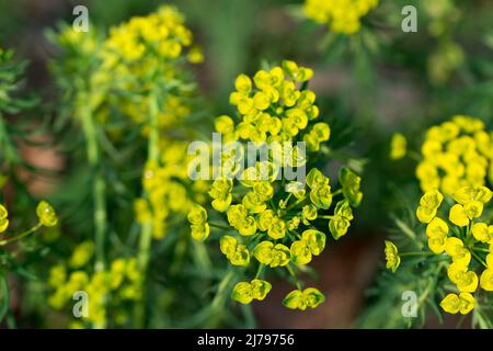 Spring euphorbia cyparissias, cypress spurge flowers closeup selective focus Stock Photo