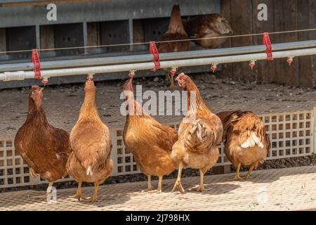 Chickens feeding on free range poultry farm  in Lancaster County, Pennsylvania Stock Photo