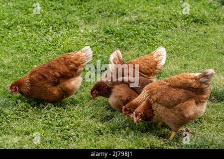 Chickens on free range poultry farm  in Lancaster County, Pennsylvania Stock Photo