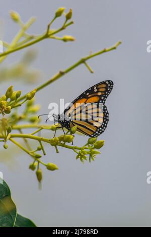 Monarch butterfly (Danaus plexippus), pollinating avocado flower (persea americana), with morning sunlight Stock Photo