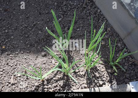green onion sprouts Stock Photo