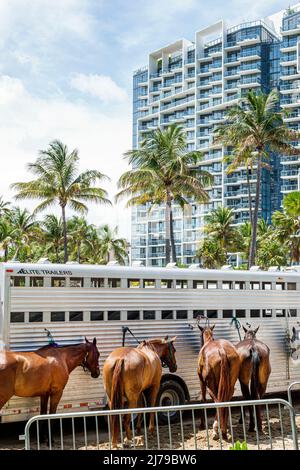 Miami Beach Florida Beach Polo World Cup Miami annual event ponies horses trailer W South Beach Hotel Collins Park Stock Photo