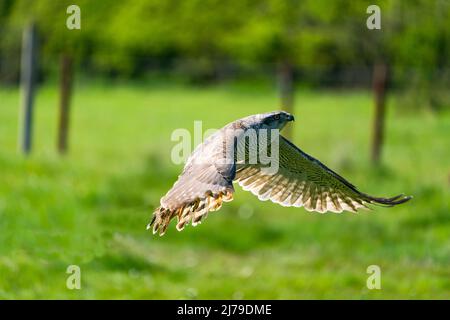 The northern goshawk (Accipiter gentilis) in flight - a species of medium-large raptor in the family Accipitridae. Selective focus Stock Photo