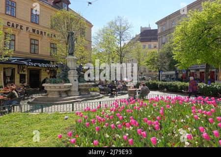 Wien, Wiedner Hauptstraße, Cafe Wortner, Tulpenbeet Stock Photo