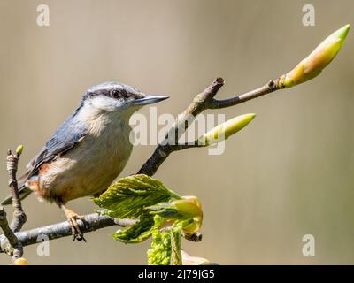 European nuthatch foraging in spring in mid Wales Stock Photo