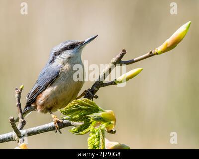 European nuthatch foraging in spring in mid Wales Stock Photo