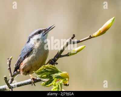 European nuthatch foraging in spring in mid Wales Stock Photo