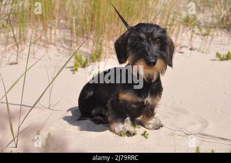 Wire haired dachshund dog sitting on sand Stock Photo