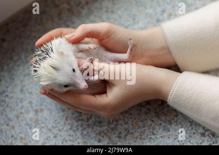 Girl holds cute hedgehog in her hands. Portrait of pretty curious muzzle of animal. Favorite pets. Atelerix, African hedgehogs. High quality photo Stock Photo