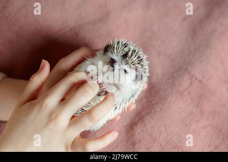 Cute hedgehog. Portrait of pretty curious muzzle of animal. Favorite pets. Atelerix, African hedgehogs. Selective focus. High quality photo Stock Photo