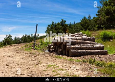 Tree trunks cut and stacked on a hillside next to a forest trail, with a background of pine trees and a blue sky with some clouds. Stock Photo