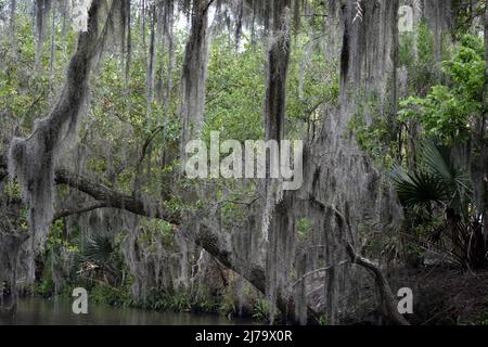 Thick clumps of Spanish moss hanging from trees in the bayou. Stock Photo