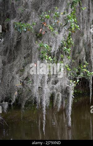 Lots of clumps of Spanish moss hanging from trees. Stock Photo