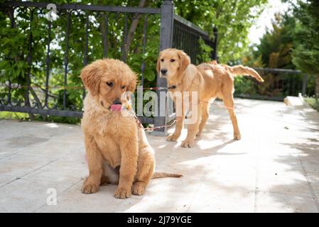 golden retriever young dog Stock Photo