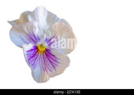 Garden pansy (Viola × wittrockiana). A large-flowered hybrid plant cultivated as a garden flower. It is derived by hybridization of several species of Stock Photo