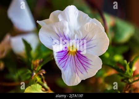 Garden pansy (Viola × wittrockiana). A large-flowered hybrid plant cultivated as a garden flower. It is derived by hybridization of several species of Stock Photo