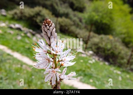 Asphodelus ramosus, the branched asphodel, is a perennial herbaceous plant in the order Asparagales. Similar in appearance to Asphodelus albus and Asp Stock Photo