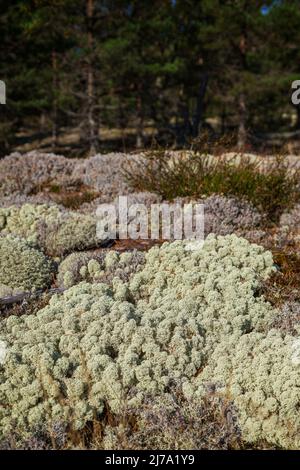 Close-up of reindeer lichen on the ground in a pine tree forest in Åland Islands, Finland, in the summer or early autumn. Focus on the front. Stock Photo