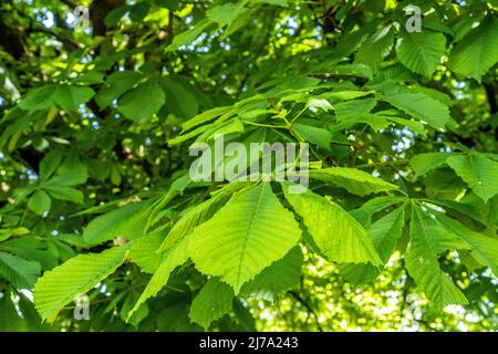 Horse Chestnut leaves on tree in North London Stock Photo