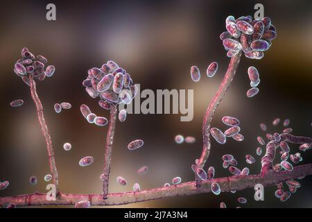 Acremonium mould fungus, illustration Stock Photo