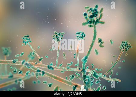 Acremonium mould fungus, illustration Stock Photo