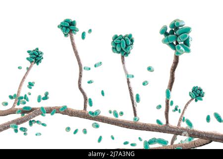 Acremonium Mould Fungus #11 by Kateryna Kon/science Photo Library